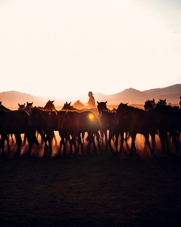 Volunteer sign up indemnity Horse Riding School - Image 2